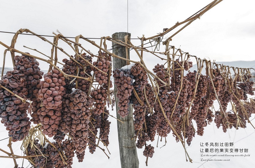 冰白副本.jpg 冰白副本.jpg